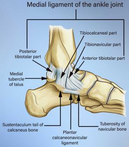 Ankle Sprains featured