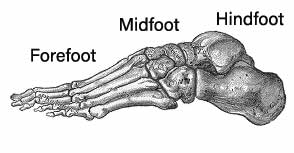 Forefoot midfoot and hindfoot