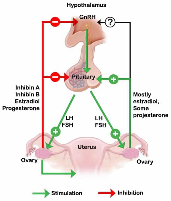 Hypothalamus-pituitary ovarian axis MedFog - Menstruation Cycle