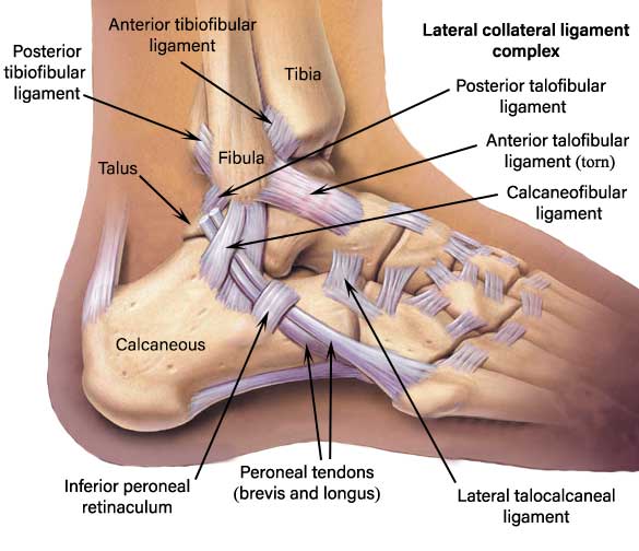 Lateral ligaments of the ankle MedFog