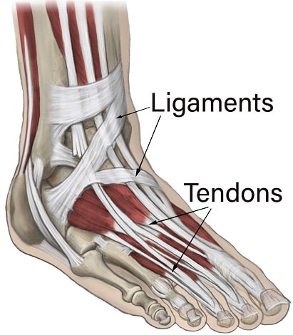 Ligaments and Tendons MedFog