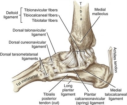 Medial ligament of the ankle MedFog