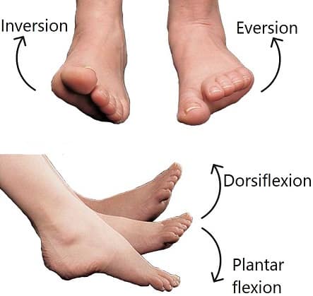 Movement of the ankle joint MedFog