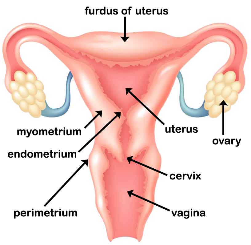 endometrium and myometrium