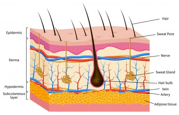 human skin layer