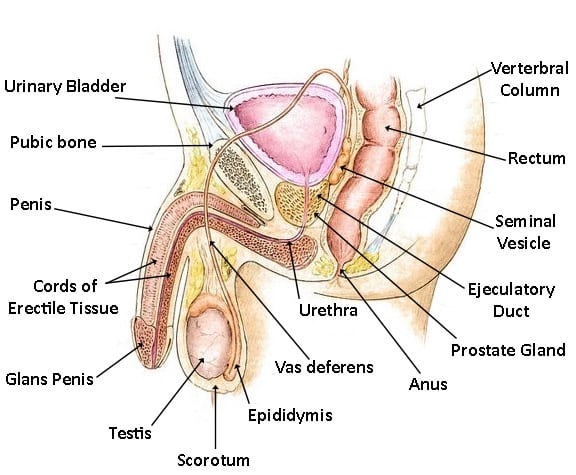 male genital tract with sperm production