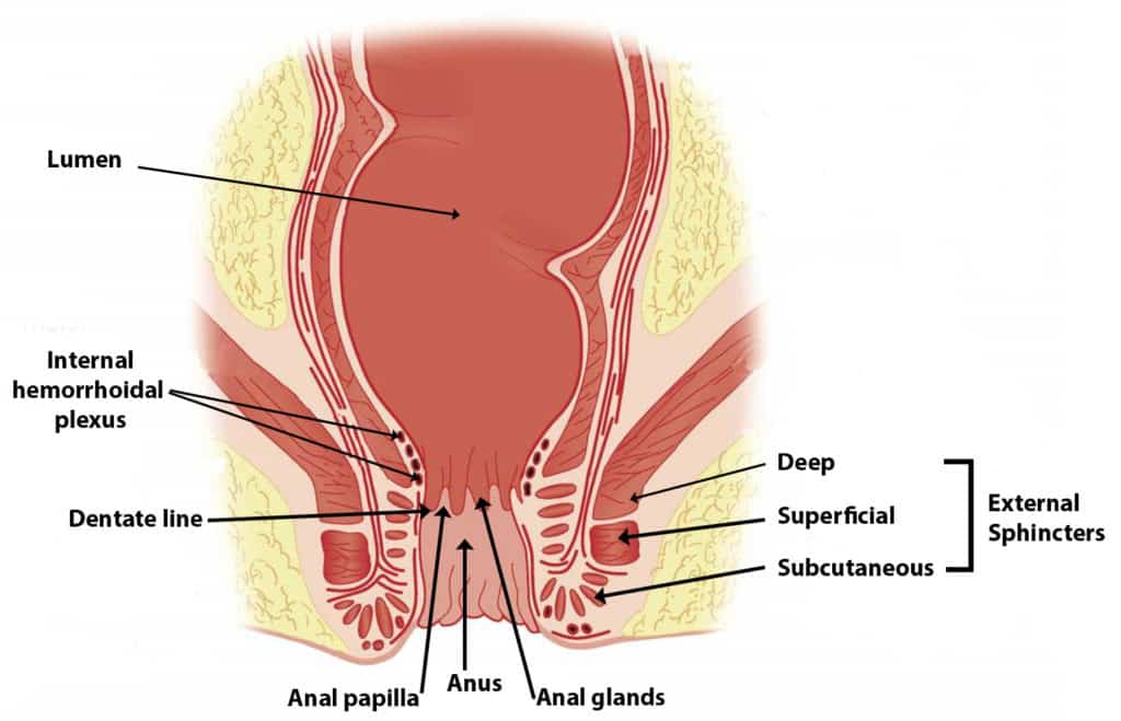 deep the How canal is anal